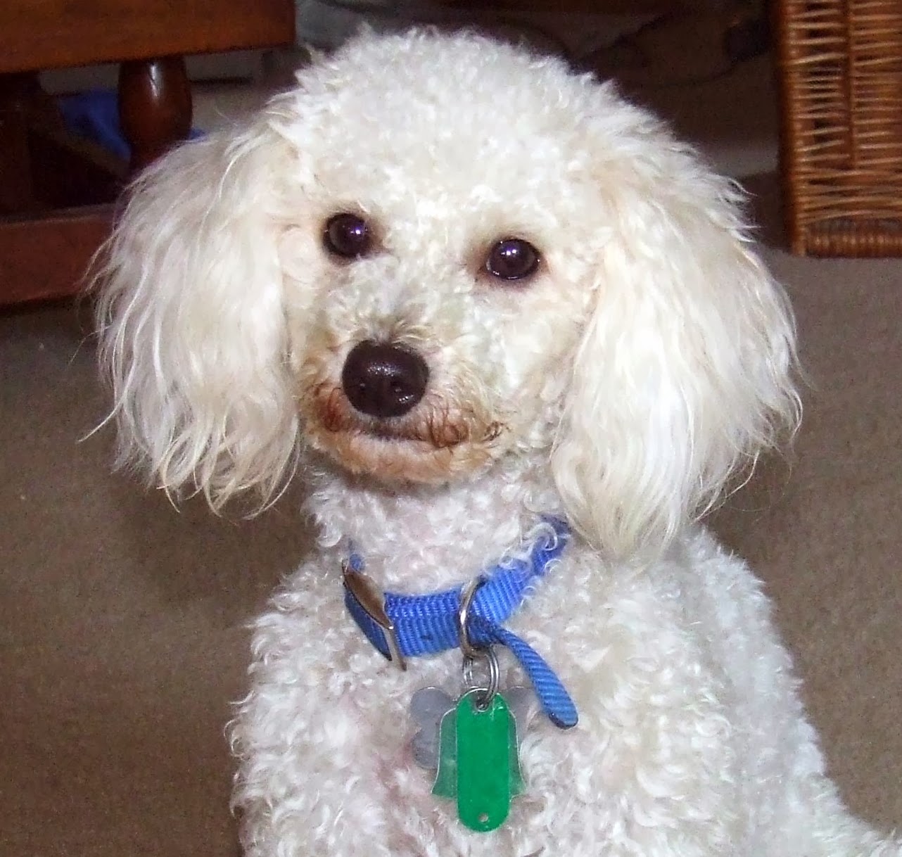 buy prednisolone dogs uk buy prednisolone dogs uk